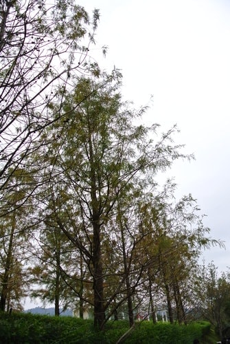 【台中】心之芳庭 - 第4張圖 【台中】心之芳庭