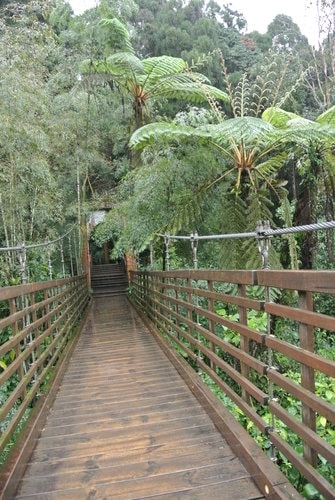 【南投】溪頭&妖怪村 - 第11張圖 【南投】溪頭&妖怪村