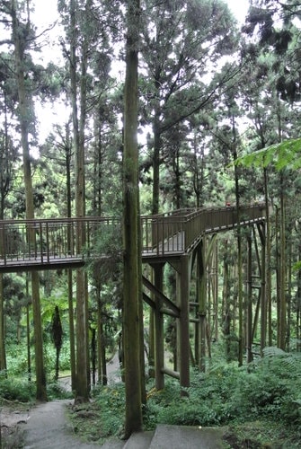 【南投】溪頭&妖怪村 - 第26張圖 【南投】溪頭&妖怪村