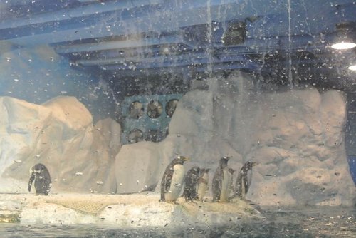 【屏東】國立海洋生物博物館 - 第6張圖 【屏東】國立海洋生物博物館