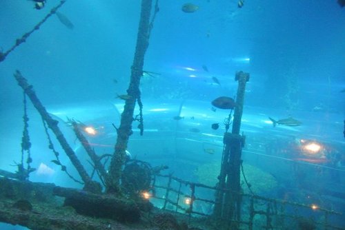 【屏東】國立海洋生物博物館 - 第14張圖 【屏東】國立海洋生物博物館