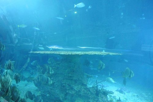 【屏東】國立海洋生物博物館 - 第19張圖 【屏東】國立海洋生物博物館