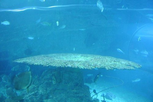 【屏東】國立海洋生物博物館 - 第20張圖 【屏東】國立海洋生物博物館