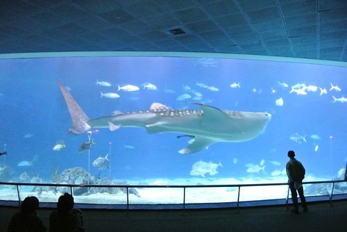 【屏東】國立海洋生物博物館 - 第24張圖 【屏東】國立海洋生物博物館