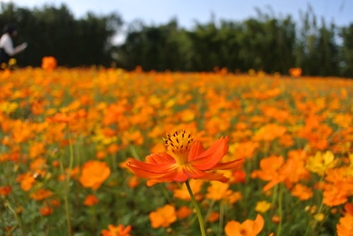 【平鎮龍潭】波斯菊&向日葵花海 - 第5張圖 【平鎮龍潭】波斯菊&向日葵花海