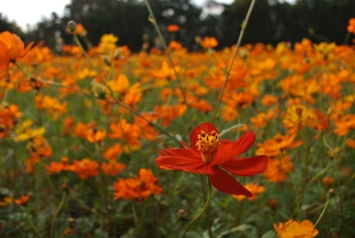 【平鎮龍潭】波斯菊&向日葵花海 - 第4張圖 【平鎮龍潭】波斯菊&向日葵花海