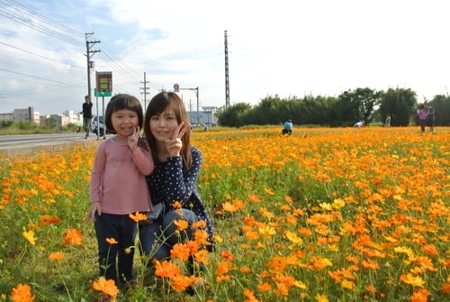 【平鎮龍潭】波斯菊&向日葵花海 - 第6張圖 【平鎮龍潭】波斯菊&向日葵花海