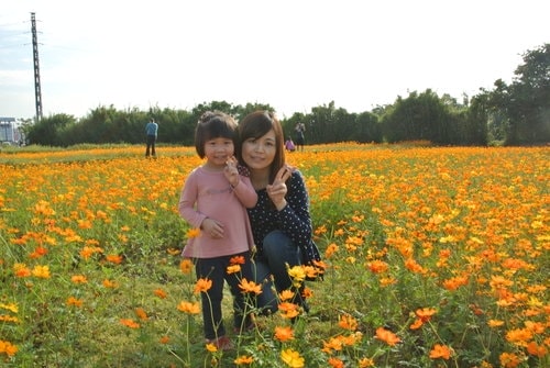 【平鎮龍潭】波斯菊&向日葵花海 - 第8張圖 【平鎮龍潭】波斯菊&向日葵花海