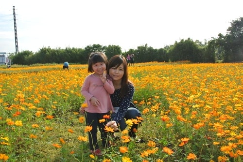 【平鎮龍潭】波斯菊&向日葵花海 - 第9張圖 【平鎮龍潭】波斯菊&向日葵花海