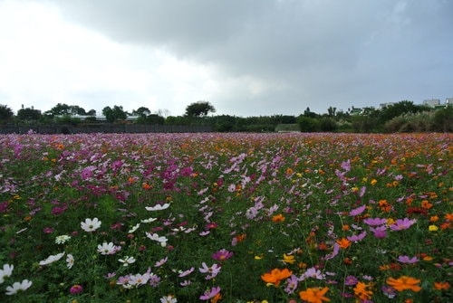 【平鎮龍潭】波斯菊&向日葵花海 - 第17張圖 【平鎮龍潭】波斯菊&向日葵花海