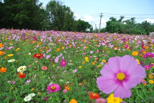 【平鎮龍潭】波斯菊&向日葵花海 - 第18張圖 【平鎮龍潭】波斯菊&向日葵花海