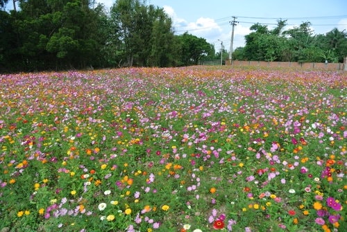 【平鎮龍潭】波斯菊&向日葵花海 - 第19張圖 【平鎮龍潭】波斯菊&向日葵花海
