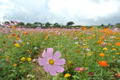 【平鎮龍潭】波斯菊&向日葵花海 - 第20張圖 【平鎮龍潭】波斯菊&向日葵花海
