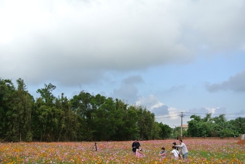 【平鎮龍潭】波斯菊&向日葵花海 - 第21張圖 【平鎮龍潭】波斯菊&向日葵花海