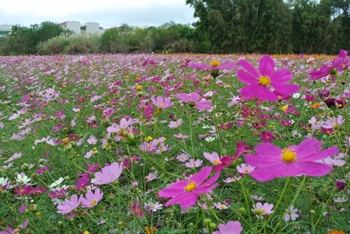 【平鎮龍潭】波斯菊&向日葵花海 - 第25張圖 【平鎮龍潭】波斯菊&向日葵花海