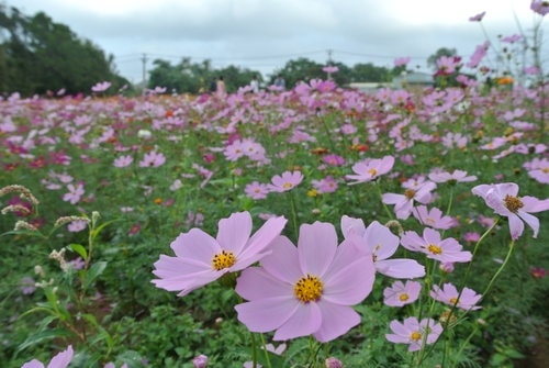 【平鎮龍潭】波斯菊&向日葵花海 - 第26張圖 【平鎮龍潭】波斯菊&向日葵花海