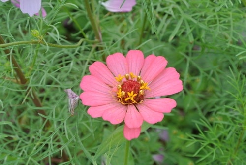 【平鎮龍潭】波斯菊&向日葵花海 - 第27張圖 【平鎮龍潭】波斯菊&向日葵花海