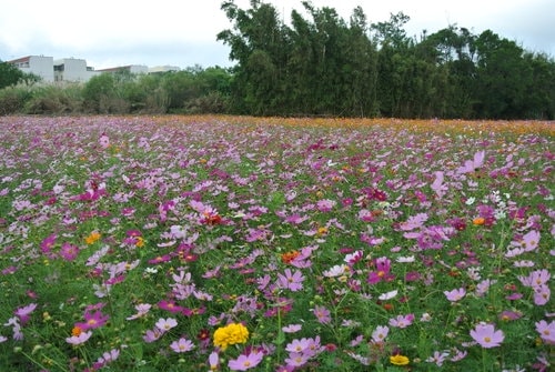 【平鎮龍潭】波斯菊&向日葵花海 - 第28張圖 【平鎮龍潭】波斯菊&向日葵花海