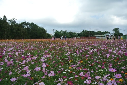 【平鎮龍潭】波斯菊&向日葵花海 - 第30張圖 【平鎮龍潭】波斯菊&向日葵花海
