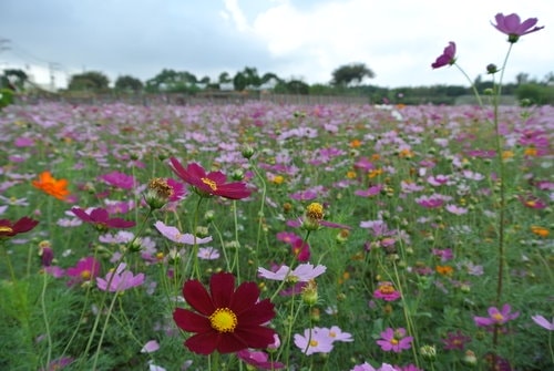 【平鎮龍潭】波斯菊&向日葵花海 - 第33張圖 【平鎮龍潭】波斯菊&向日葵花海