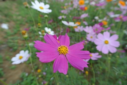 【平鎮龍潭】波斯菊&向日葵花海 - 第34張圖 【平鎮龍潭】波斯菊&向日葵花海