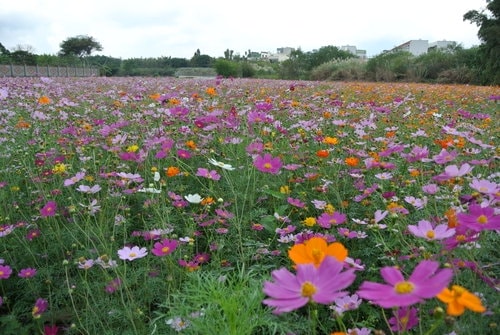 【平鎮龍潭】波斯菊&向日葵花海 - 第35張圖 【平鎮龍潭】波斯菊&向日葵花海