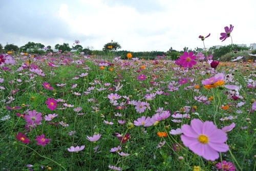 【平鎮龍潭】波斯菊&向日葵花海 - 第36張圖 【平鎮龍潭】波斯菊&向日葵花海