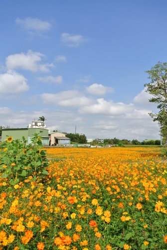 【平鎮龍潭】波斯菊＆向日葵花海