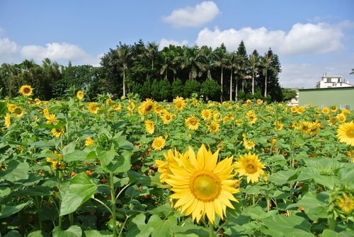 【平鎮龍潭】波斯菊&向日葵花海 - 第39張圖 【平鎮龍潭】波斯菊&向日葵花海