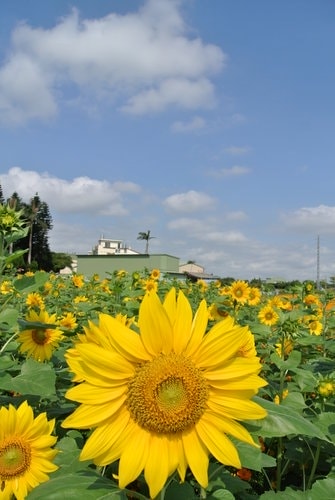 【平鎮龍潭】波斯菊&向日葵花海 - 第40張圖 【平鎮龍潭】波斯菊&向日葵花海