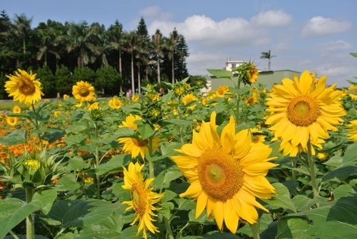 【平鎮龍潭】波斯菊&向日葵花海 - 第41張圖 【平鎮龍潭】波斯菊&向日葵花海
