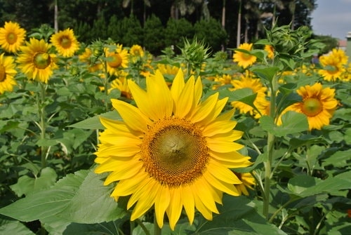 【平鎮龍潭】波斯菊&向日葵花海 - 第42張圖 【平鎮龍潭】波斯菊&向日葵花海