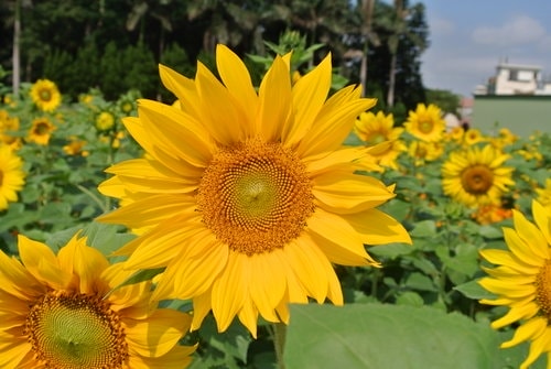 【平鎮龍潭】波斯菊&向日葵花海 - 第43張圖 【平鎮龍潭】波斯菊&向日葵花海