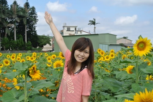 【平鎮龍潭】波斯菊&向日葵花海 - 第45張圖 【平鎮龍潭】波斯菊&向日葵花海