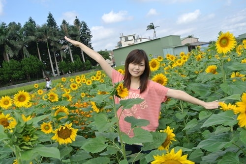 【平鎮龍潭】波斯菊&向日葵花海 - 第47張圖 【平鎮龍潭】波斯菊&向日葵花海