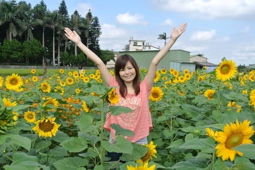 【平鎮龍潭】波斯菊&向日葵花海 - 第48張圖 【平鎮龍潭】波斯菊&向日葵花海