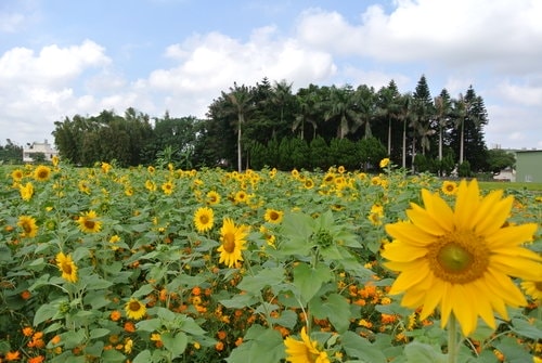 【平鎮龍潭】波斯菊&向日葵花海 - 第50張圖 【平鎮龍潭】波斯菊&向日葵花海
