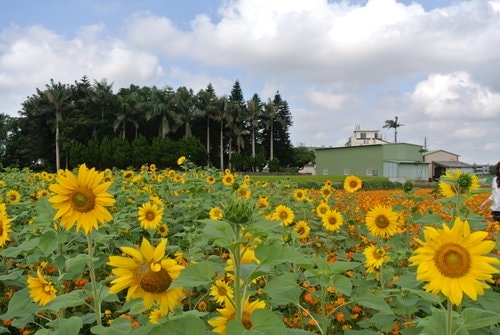 【平鎮龍潭】波斯菊&向日葵花海 - 第51張圖 【平鎮龍潭】波斯菊&向日葵花海