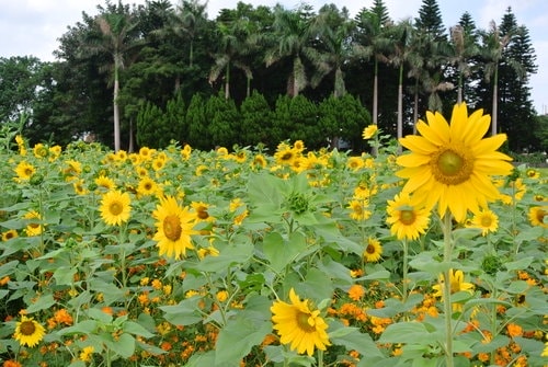 【平鎮龍潭】波斯菊&向日葵花海 - 第52張圖 【平鎮龍潭】波斯菊&向日葵花海