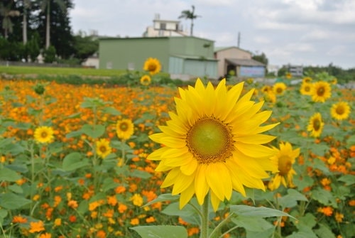【平鎮龍潭】波斯菊&向日葵花海 - 第53張圖 【平鎮龍潭】波斯菊&向日葵花海