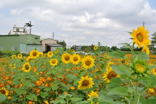 【平鎮龍潭】波斯菊&向日葵花海 - 第54張圖 【平鎮龍潭】波斯菊&向日葵花海