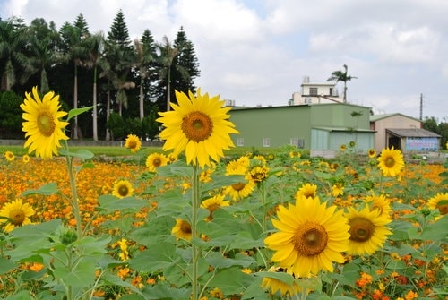 【平鎮龍潭】波斯菊&向日葵花海 - 第55張圖 【平鎮龍潭】波斯菊&向日葵花海