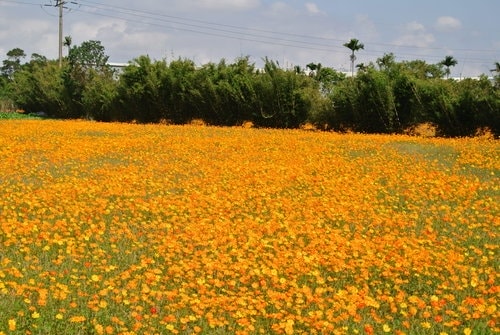 【平鎮龍潭】波斯菊&向日葵花海 - 第57張圖 【平鎮龍潭】波斯菊&向日葵花海