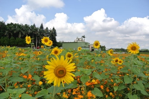 【平鎮龍潭】波斯菊&向日葵花海 - 第56張圖 【平鎮龍潭】波斯菊&向日葵花海