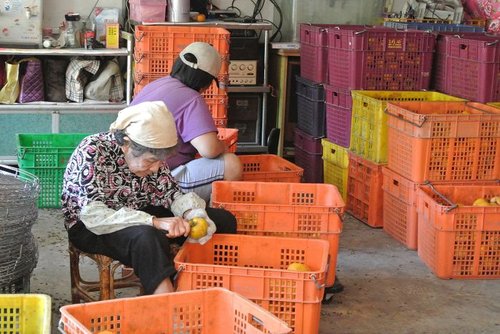 【新埔】味衛佳柿餅 - 第22張圖 【新埔】味衛佳柿餅