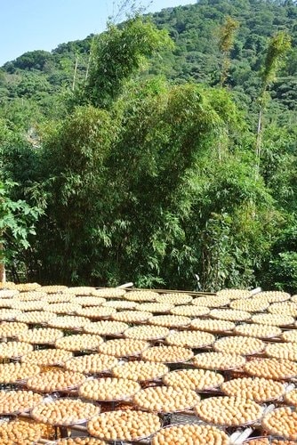 【新埔】味衛佳柿餅 - 第27張圖 【新埔】味衛佳柿餅