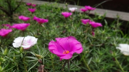 【新竹】沙湖壢咖啡館 - 第27張圖