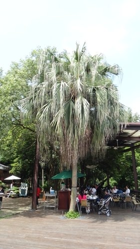 【新竹】沙湖壢咖啡館 - 第68張圖