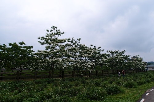 【龍潭】龍潭三元宮賞桐花 - 第2張圖 【龍潭】龍潭三元宮賞桐花