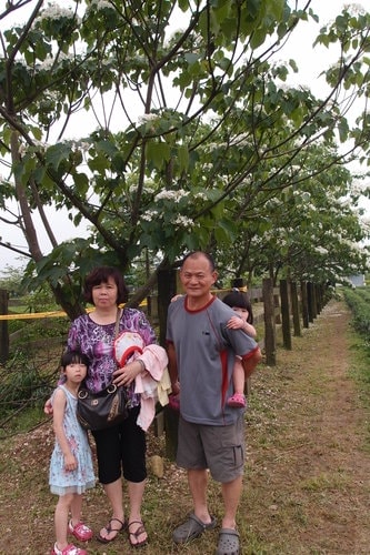 【龍潭】龍潭三元宮賞桐花 - 第4張圖 【龍潭】龍潭三元宮賞桐花